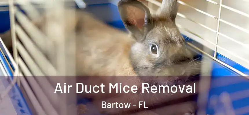  Air Duct Mice Removal Bartow - FL
